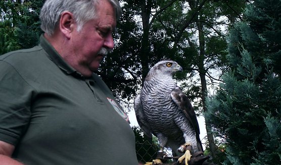 Falkner in Ellrich (Foto: Kurt Frank)