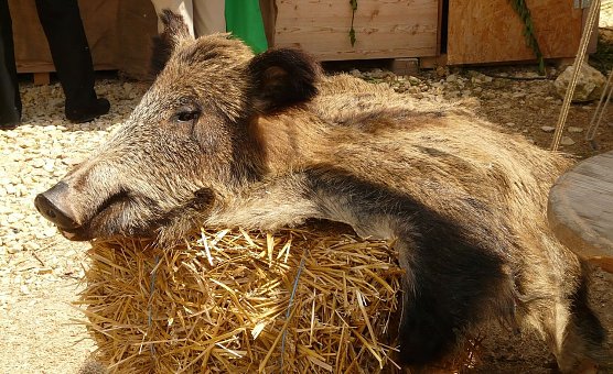 Keiler (Foto: privat)