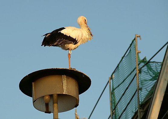 Zuhause in G&ouml;rsbach (Foto: Gemeinde G&ouml;rsbach)