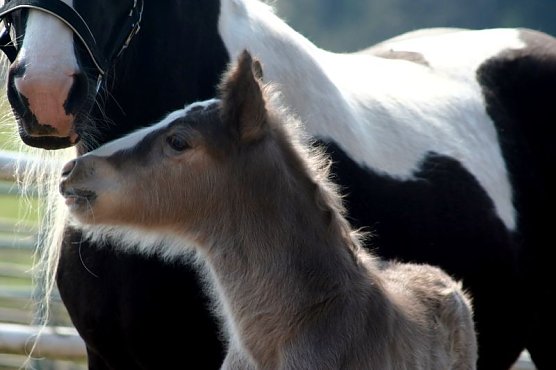 Twiligth Fohlen (Foto: privat) Twiligth Fohlen (Foto: privat)