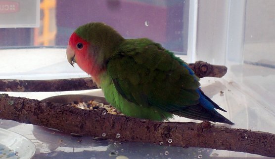 Zugeflogen (Foto: privat) Zugeflogen (Foto: privat)