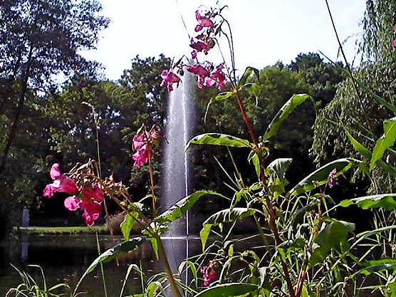 Fontäne im Stadtpark (Foto: S. Kaufhold) Fontäne im Stadtpark (Foto: S. Kaufhold)