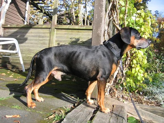 Sucht Besitzer (Foto: Fremdling)