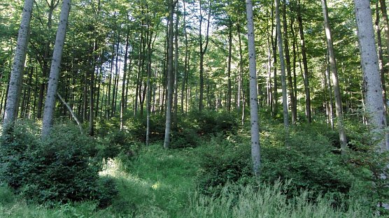 Gewandert (Foto: B. Schwarzberg)