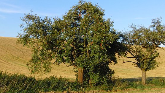 Auf heimische Obstsorten zur&uuml;ckgreifen (Foto: B. Schwarzberg)