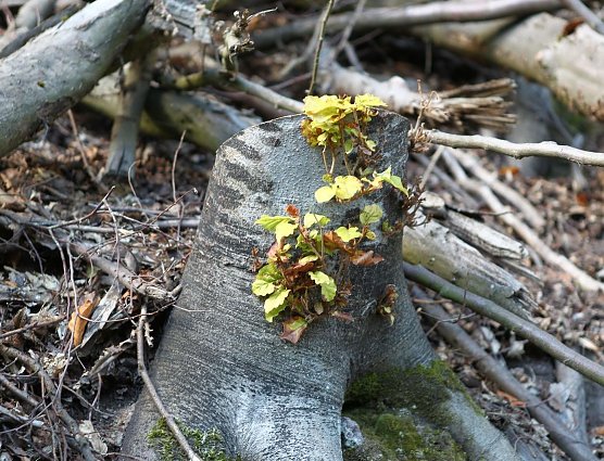 Herbst im S&uuml;dharz (Foto: nnz)