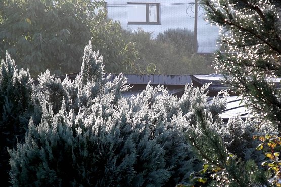 Was ist das? (Foto: H. Böttcher) Was ist das? (Foto: H. Böttcher)