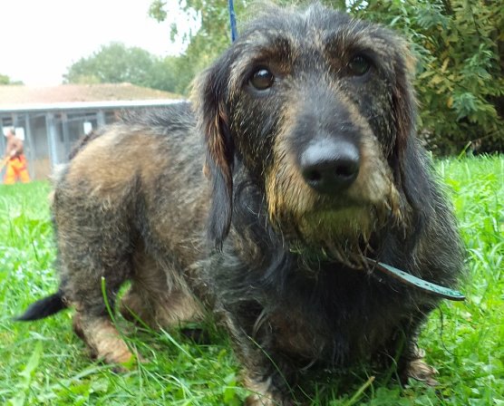 Pauli (Foto: C. Knust)