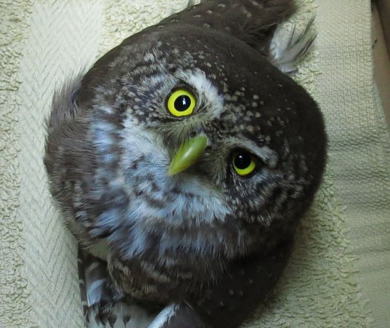 Gerettet (Foto: W. Wimmer)