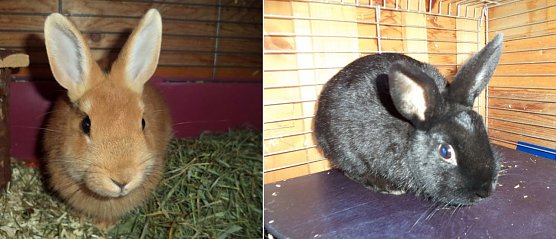 Abzugeben (Foto: C. Knust)