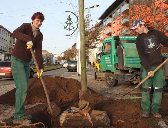 Neue B&auml;ume (Foto: P. Grabe|Stadtverwaltung Nordhausen)