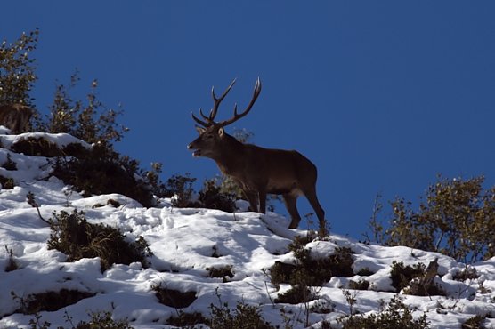 Rothirsch (Foto: piclease/ P.Schild ) Rothirsch (Foto: piclease/ P.Schild )