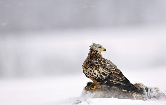 Siegerfoto (Foto: VDN/G. Blum)