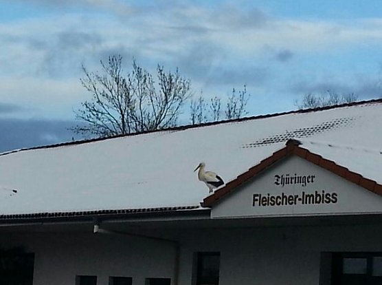 Der Aldi-Storch (Foto: privat)