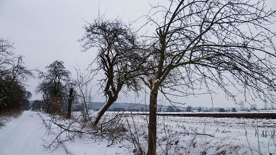 Bäume geschädigt (Foto: Stadtverwaltung Nordhausen) Bäume geschädigt (Foto: Stadtverwaltung Nordhausen)