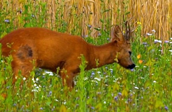 Am Wegesrand (Foto: privat) Am Wegesrand (Foto: privat)