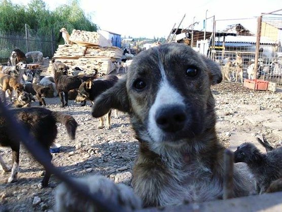 Zust&auml;nde im Shelter in Rum&auml;nien (Foto: privat)
