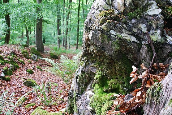 Gipskarst im Alten Stolberg (Foto: BUND)