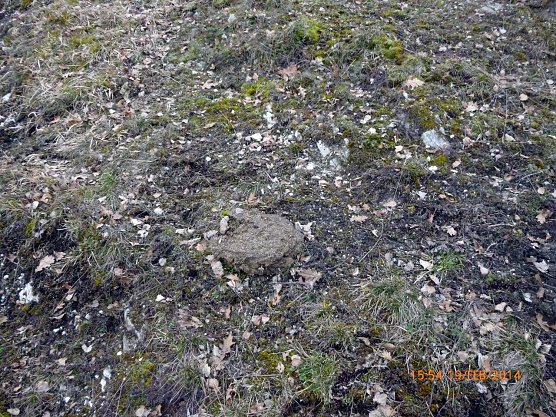 Kuhfladen (Foto: Bodo Schwarzberg)