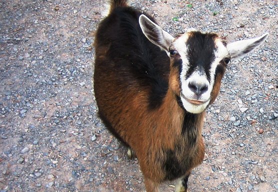 Ziege (Foto: privat)