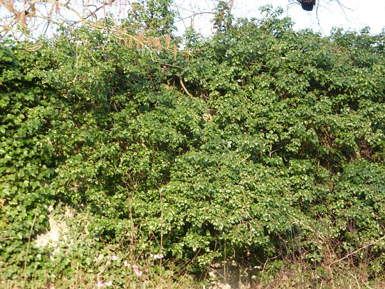 Wildwuchs zerst&ouml;rt Stadtmauerreste (Foto: W. Kaiser)