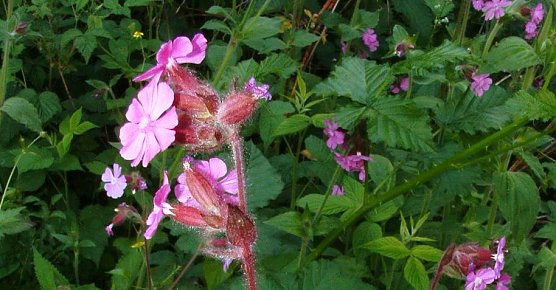 Kleine Pflanzen - gro&szlig;e Wirkung (Foto: L. Schubert)