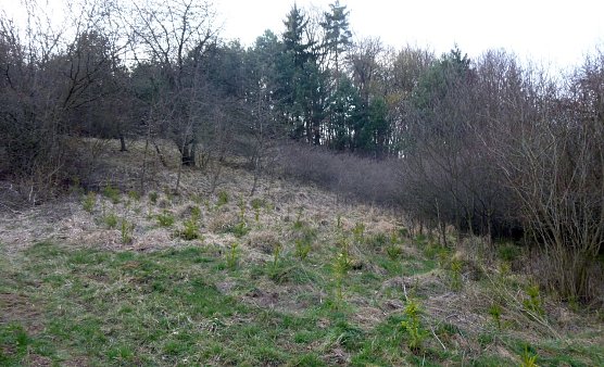 Fragw&uuml;rdige Aufforstung (Foto: Bodo Schwarzberg)