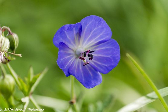 Wetter-Bild (Foto: Gernot Thelemann)