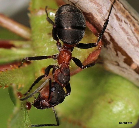 Durst stillen (Foto: Berti Voigt)