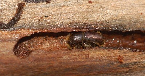 Buchdrucker (Foto: A. Knoll) Buchdrucker (Foto: A. Knoll)