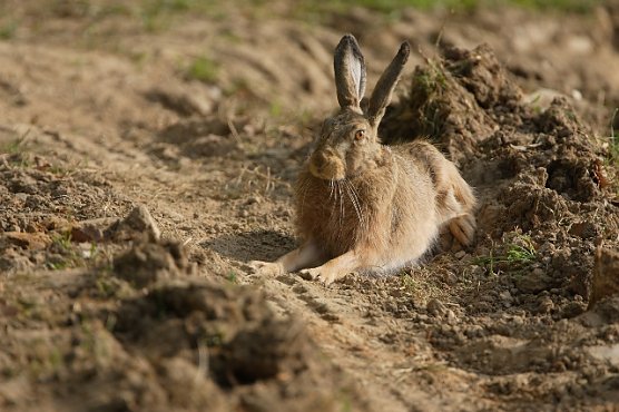 Feldhase (Foto: Deutsche Wildtier Stiftung T. Martin)