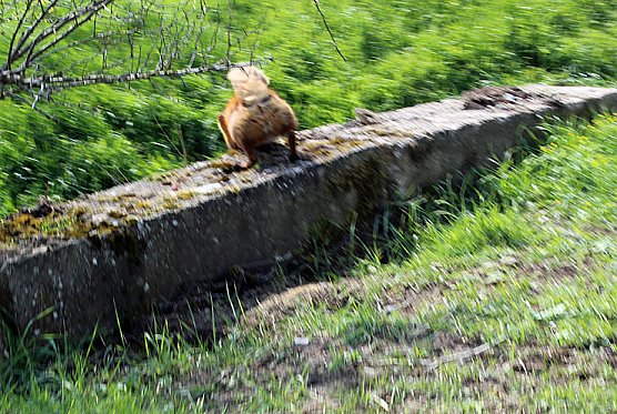 Sieg nach Punkten für kn (Foto: Karl-Heinz Herrmann) Sieg nach Punkten für kn (Foto: Karl-Heinz Herrmann)