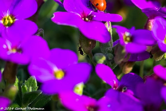 Wetter-Bild (Foto: Gernot Thelemann) Wetter-Bild (Foto: Gernot Thelemann)