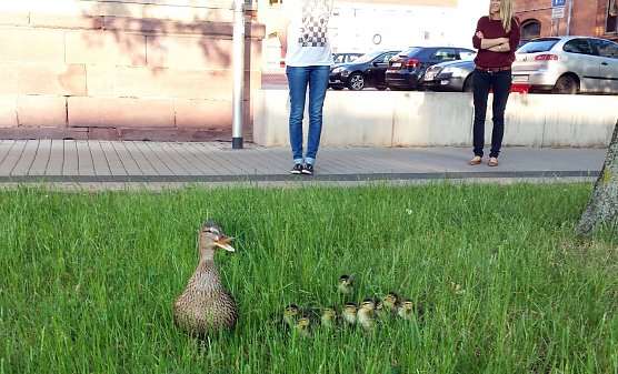 Gerettet (Foto: privat) Gerettet (Foto: privat)
