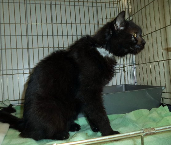 Findelkind (Foto: C. Knust)