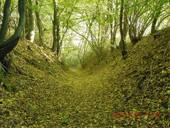 Hohlweg in der R&uuml;digsdorfer Schweiz (Foto: Bodo Schwarzberg)