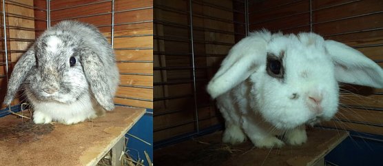 Stubsi und Merlin (Foto: C. Knust) Stubsi und Merlin (Foto: C. Knust)