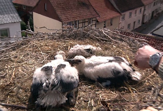 Hoch oben in G&ouml;rsbach (Foto: Angelo Glashagel)