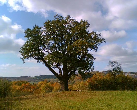 Die Krimderöder Eiche hat schon so manches Fest gesehen (Foto: Sven Tetzel) Die Krimderöder Eiche hat schon so manches Fest gesehen (Foto: Sven Tetzel)