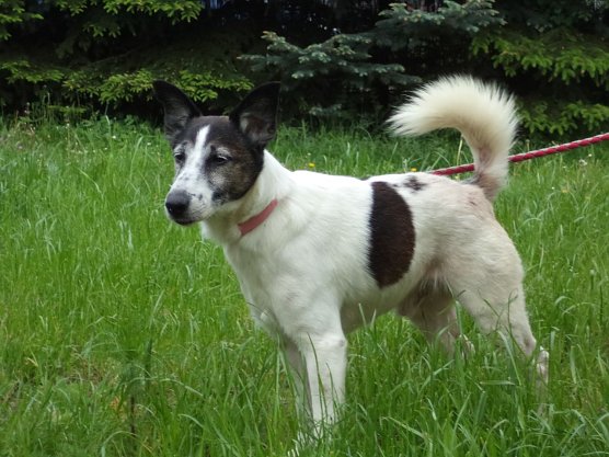 Chippy (Foto: C. Knust)