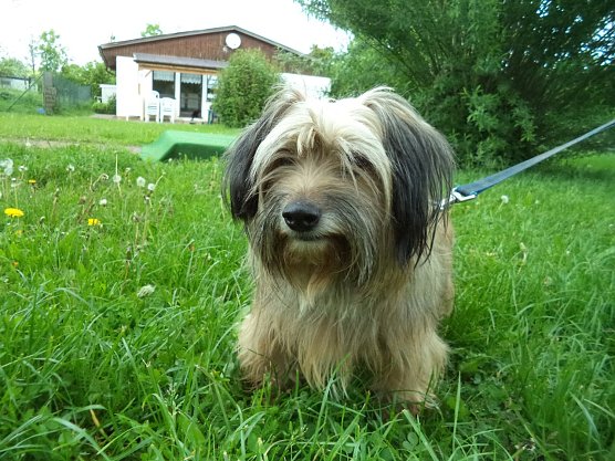 Kira (Foto: C. Knust)