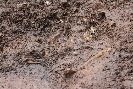Menschliche &Uuml;berreste an Blasii-Kirche entdeckt (Foto: Angelo Glashagel)
