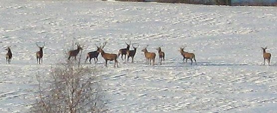 Rudelbildung (Foto: Matzelle)
