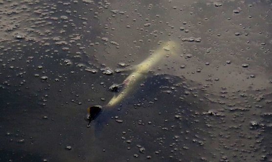 Erste tote Fische gesichtet (Foto: nnz) Erste tote Fische gesichtet (Foto: nnz)