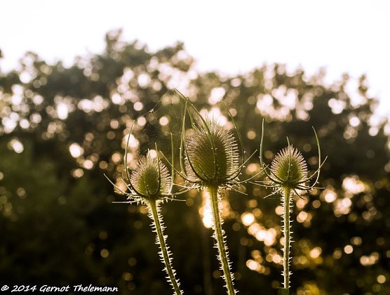 Wetter-Bild (Foto: Gernot Thelemann)