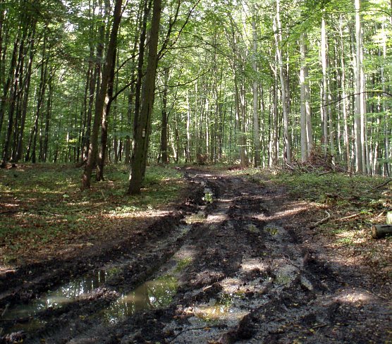 Morastig (Foto: Forstamt/M. B&ouml;hme)