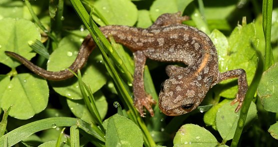 Spaziergang im Regen (Foto: Berti Voigt)