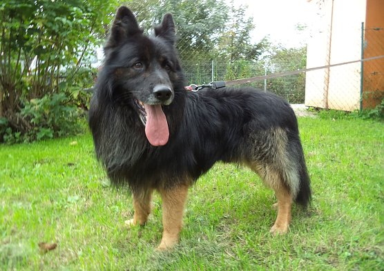 Jack (Foto: C. Knust)