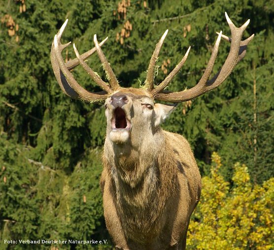 R&ouml;hrender Hirsch (Foto: Verband Deutscher Naturparke)