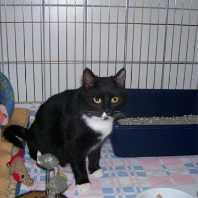 tier der woche (Foto: tierheim)